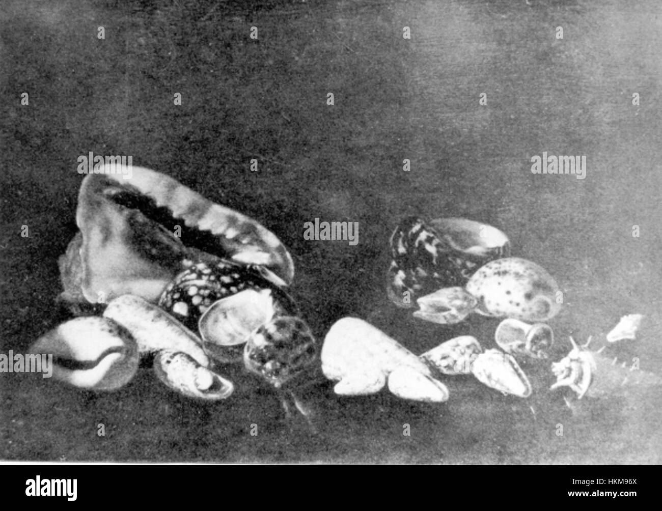 Questo dipinto di Calraet presenta uno studio dettagliato delle conchiglie, che mostra la precisione dell'artista nel catturare le texture e le forme degli oggetti naturali. L'opera riflette la tradizione dell'arte morta olandese del XVII secolo. Foto Stock