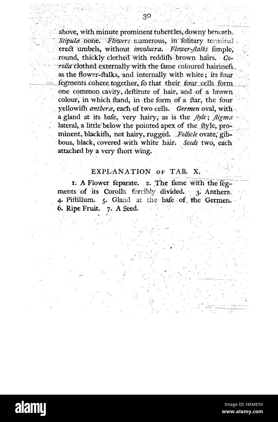 Questa illustrazione botanica di "A Specimen of the Botany of New Holland" presenta piante native australiane, che riflettono l'interesse scientifico per la flora unica della regione durante l'inizio del XIX secolo. Foto Stock