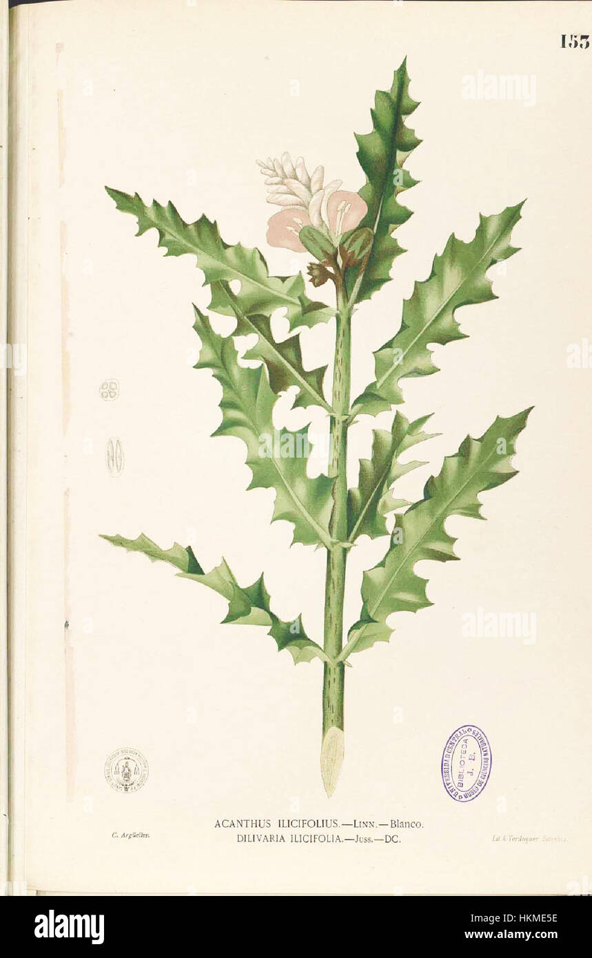 L'acanthus ilicifolius, noto come Acanthus dalle foglie agrillate, è una pianta costiera comunemente diffusa in Asia. Questa originale illustrazione botanica di Blanco mostra le foglie e i fiori distintivi della pianta, che sono caratteristici del genere Acanthus. Foto Stock L'acanthus ilicifolius, noto come Acanthus dalle foglie agrillate, è una pianta costiera comunemente diffusa in Asia. Questa originale illustrazione botanica di Blanco mostra le foglie e i fiori distintivi della pianta, che sono caratteristici del genere Acanthus. Foto Stock