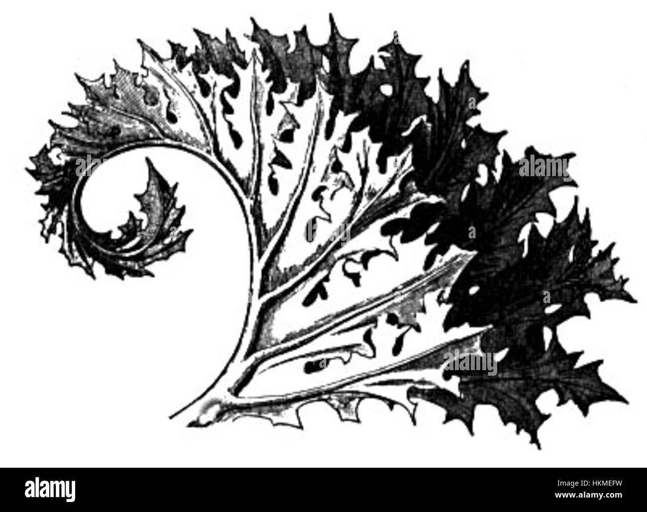 Questa opera d'arte presenta la pianta di acanto, spesso utilizzata nell'arte classica e nell'architettura per il suo motivo decorativo. Le foglie e i fiori distintivi della pianta sono stati per secoli un simbolo di ornamento nel design architettonico, mettendo in mostra la bellezza senza tempo del design ispirato alla natura. Foto Stock