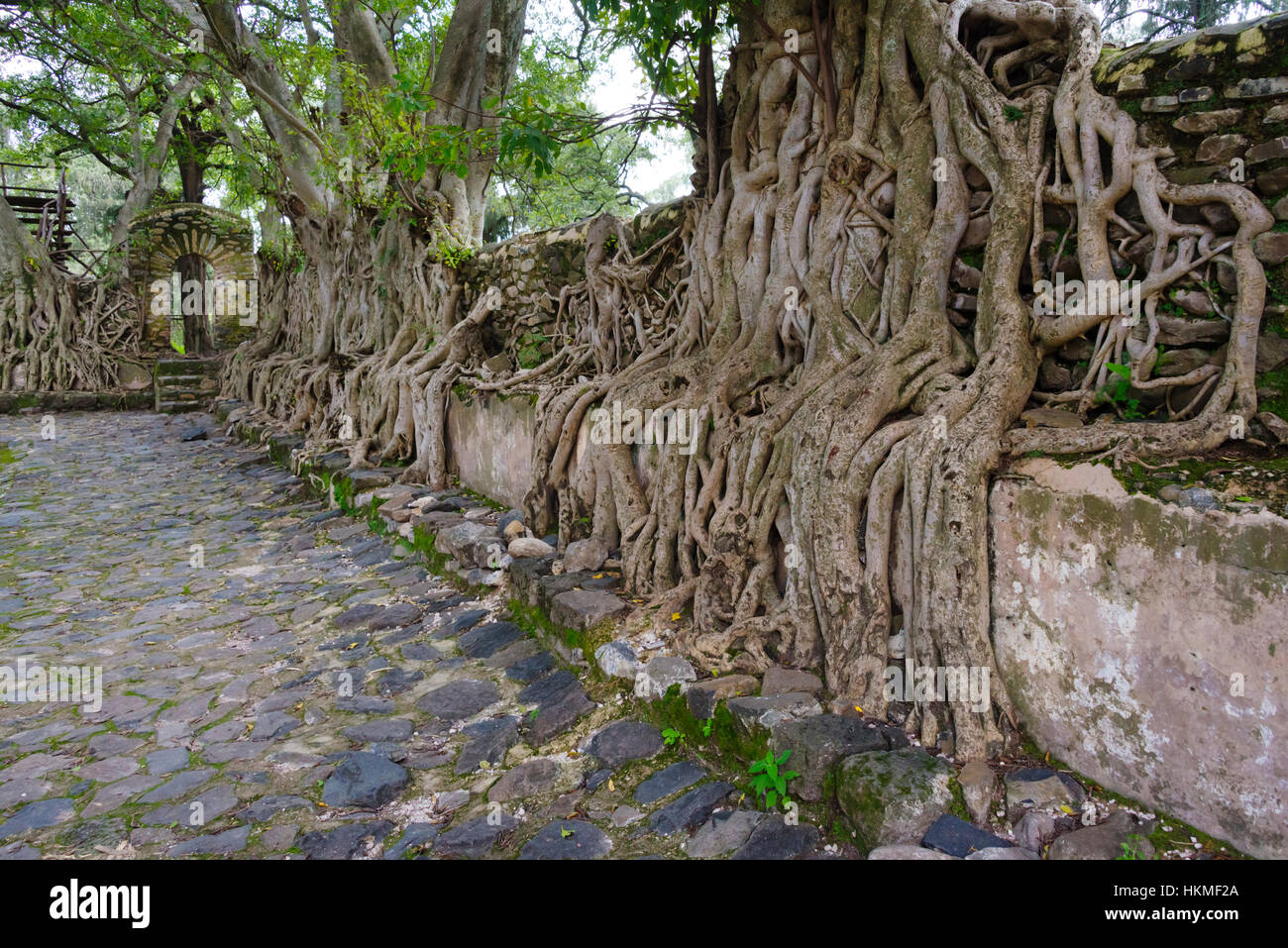 Banyan Tree root tenendo sopra le rovine di Fasil Ghebbi (fondata dall'Imperatore Fasilides), il sito Patrimonio Mondiale dell'UNESCO, Etiopia Foto Stock