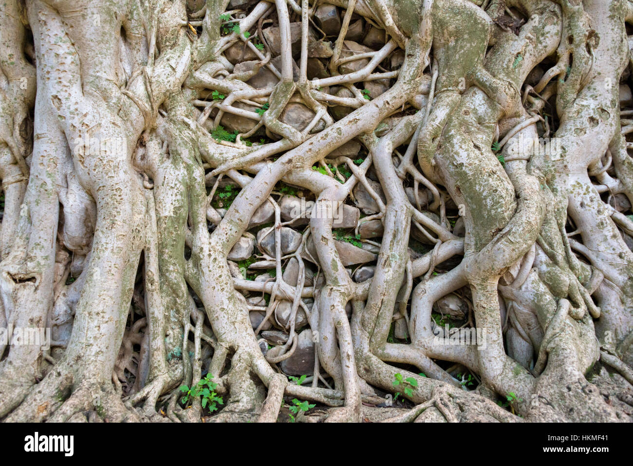 Banyan Tree root tenendo sopra le rovine di Fasil Ghebbi (fondata dall'Imperatore Fasilides), il sito Patrimonio Mondiale dell'UNESCO, Etiopia Foto Stock