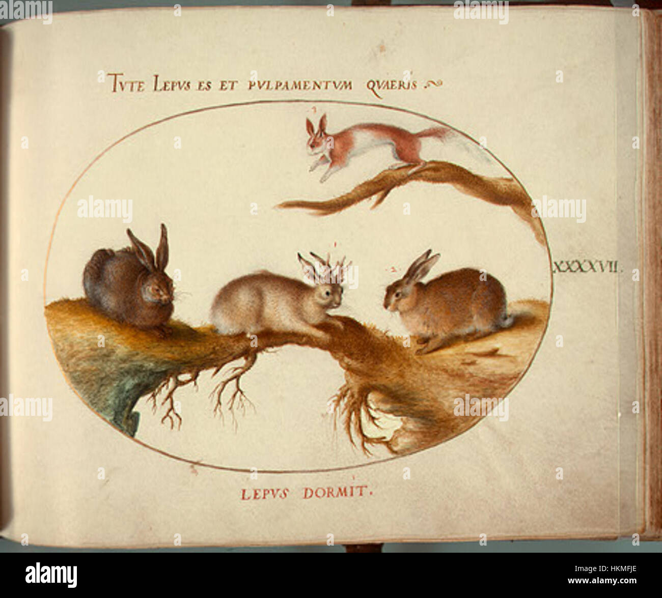 *Animalia Qvadrvpedia et Reptilia* (Terra) la placca XLVII è una stampa zoologica storica che illustra vari quadrupedi e rettili. Le opere d'arte dettagliate mostrano la diversità di queste specie animali, contribuendo alla conoscenza scientifica della fauna selvatica e alla loro classificazione nel corso del XIX secolo. Foto Stock
