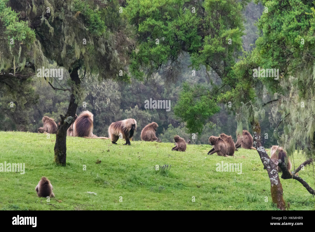 Gelada scimmie di montagna, Simien Mountain, Etiopia Foto Stock