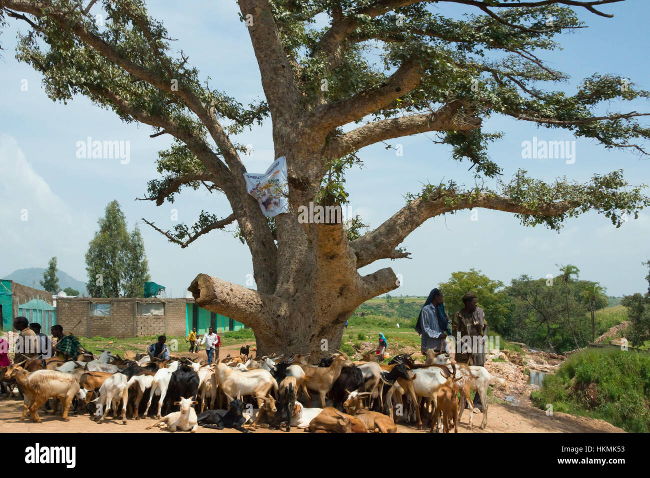Le persone che viaggiano con pecore in montagna Simien, Etiopia Foto Stock