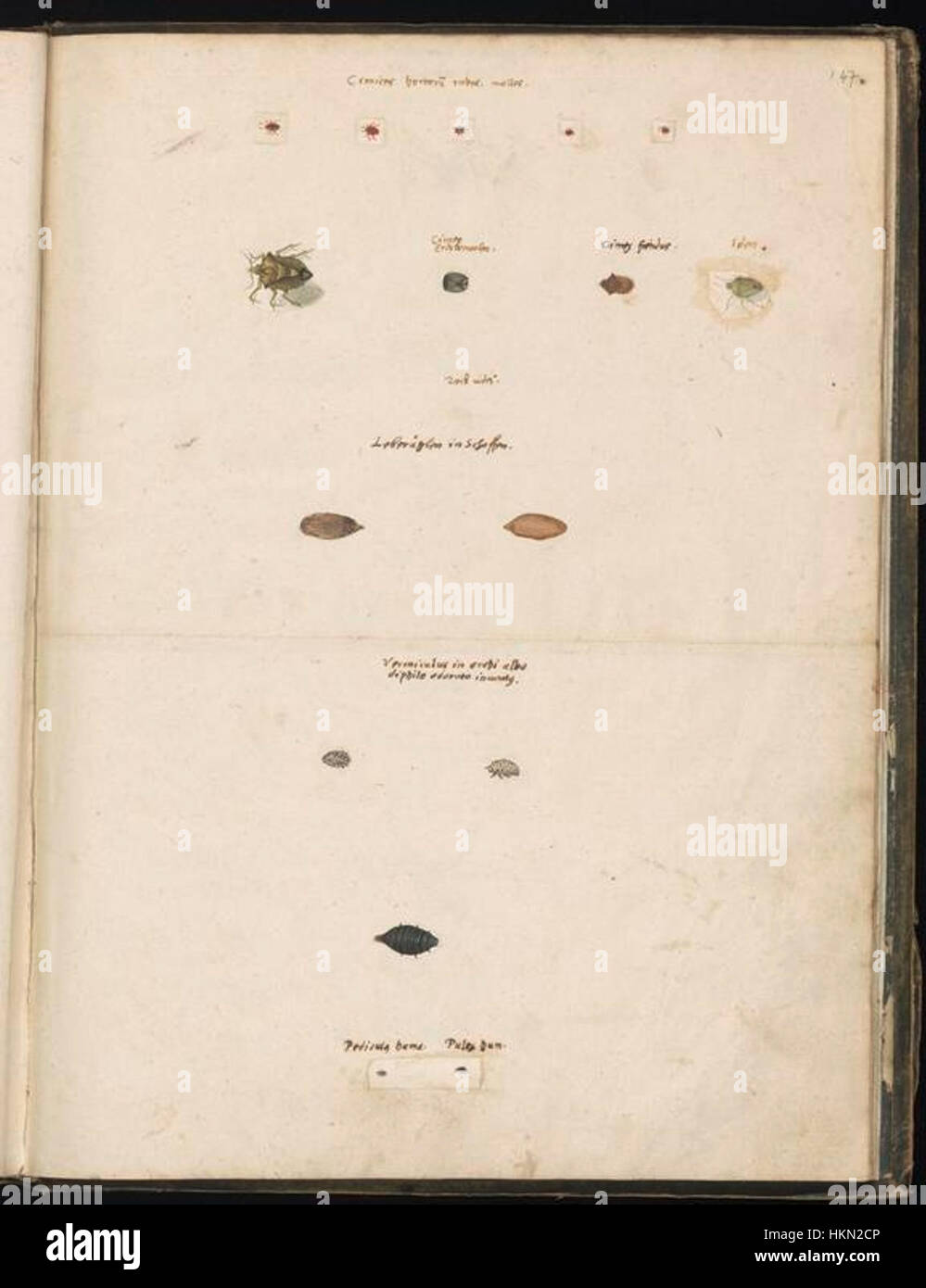 Questi schizzi di animali, raccolti da Felix Platter, forniscono uno sguardo ai primi studi anatomici e zoologici. I disegni mostrano una varietà di specie e riflettono il fascino di Platter per la storia naturale durante il periodo rinascimentale. Foto Stock