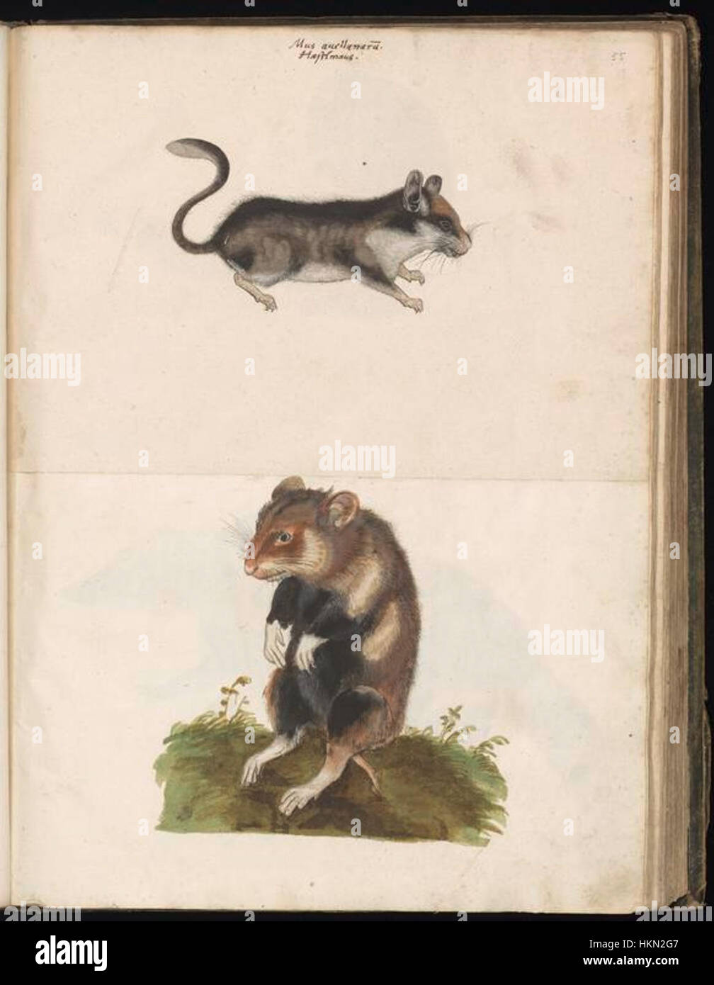 Questa collezione di disegni di animali di Felix Platter mostra l'abilità dell'artista nel catturare i dettagli intricati di vari animali. Queste opere fanno parte di un'importante collezione storica. Foto Stock