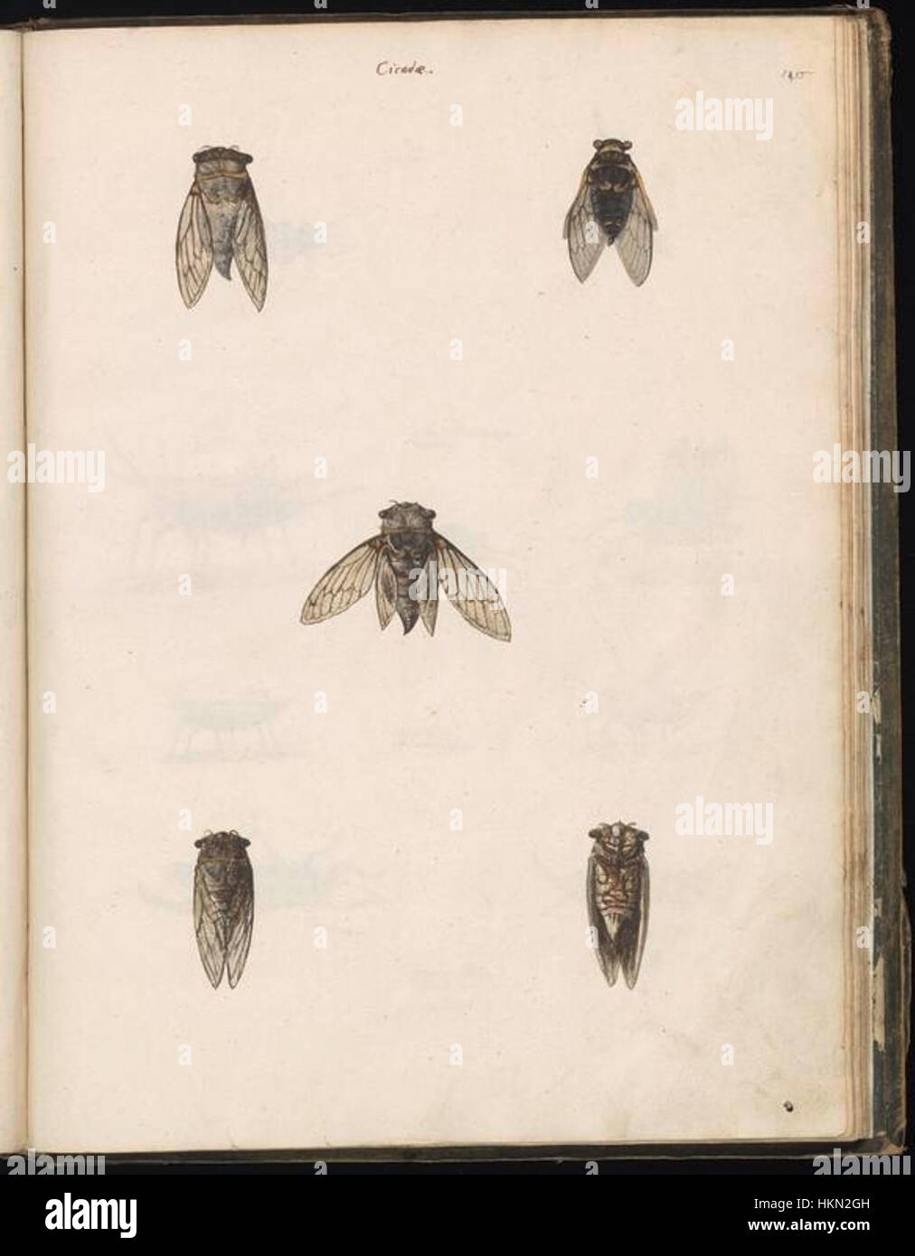 Una collezione di disegni di animali di Felix Platter, che mostra varie specie in dettagliate illustrazioni scientifiche. La collezione è un contributo significativo all'arte zoologica moderna. Foto Stock