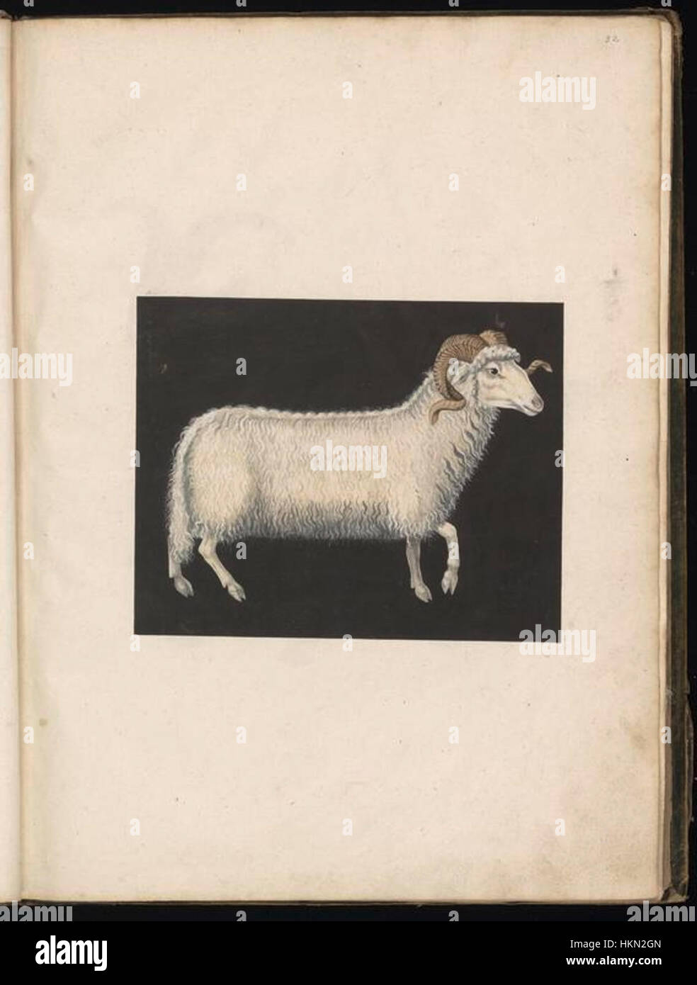 Questa collezione di disegni di animali, compilata da Felix Platter, mostra il mondo naturale con dettagli precisi. I disegni catturano varie specie di animali con notevole precisione, evidenziando l'anatomia e le caratteristiche di ogni creatura. Le opere d'arte sono una parte importante della documentazione storica dei primi studi di storia naturale. Foto Stock