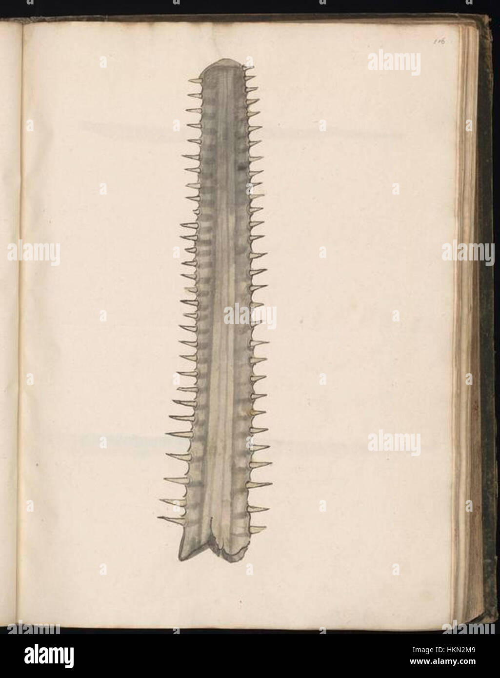 Una collezione di disegni di animali curata da Felix Platter, con varie specie in illustrazioni dettagliate. Foto Stock