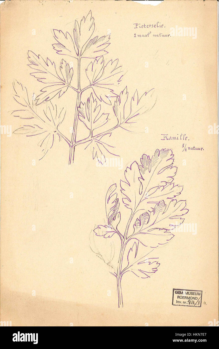 Questo dipinto di natura morta intitolato *prezzemolo e camomilla*, ospitato a Cuypershuis, mostra la delicata bellezza delle piante di tutti i giorni, eseguite con cura e catturando l'essenza della vita naturale. Foto Stock