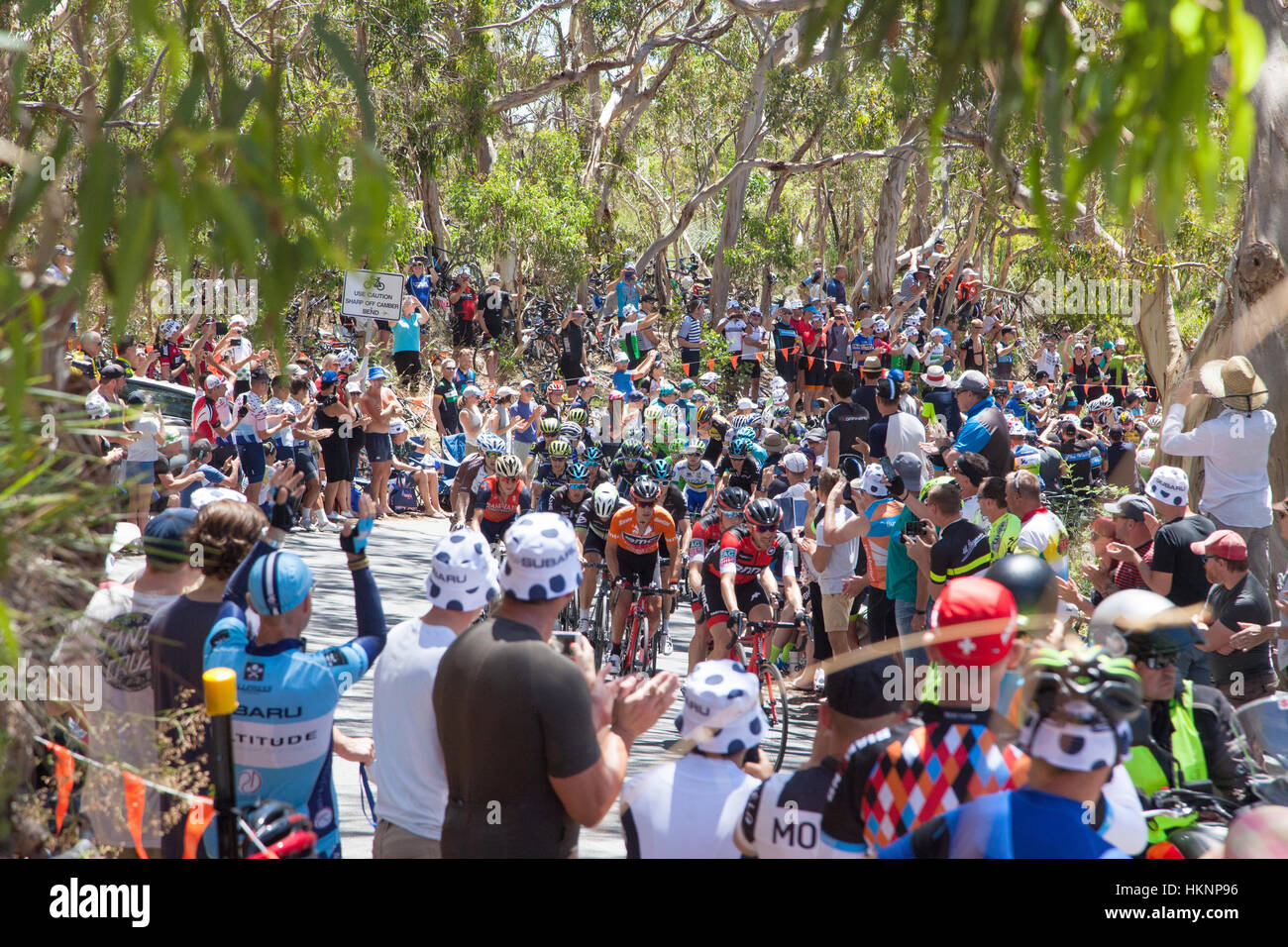 Piloti salendo Willunga Hill durante la fase 5 del 2017 Tour Down Under in Adelaide Australia Foto Stock