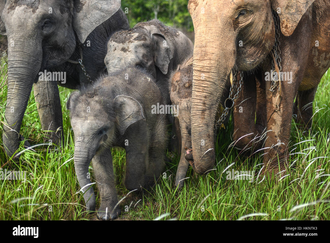 Una mandria di elefanti di sumatran che camminano sulla prateria. Foto Stock