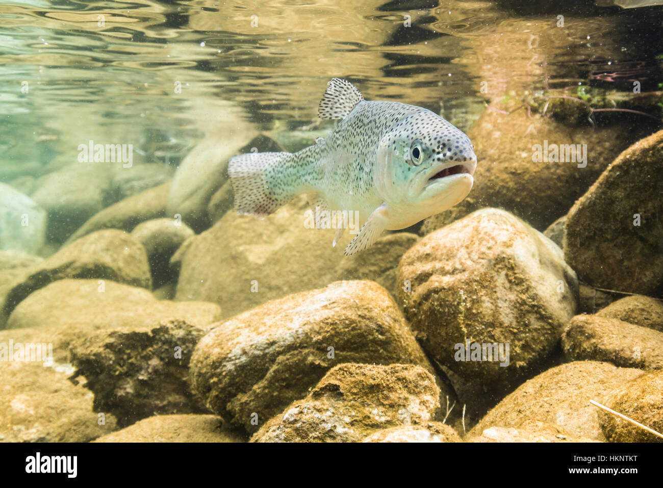 La trota arcobaleno (Oncorhynchus mykiss), subacquea, lago di montagna, Stiria, Austria Foto Stock