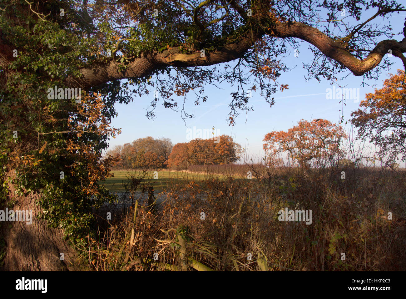 Rural Cheshire, Inghilterra. Pittoresca Veduta autunnale di un campo rurale incorniciato da un vecchio albero di quercia. Foto Stock