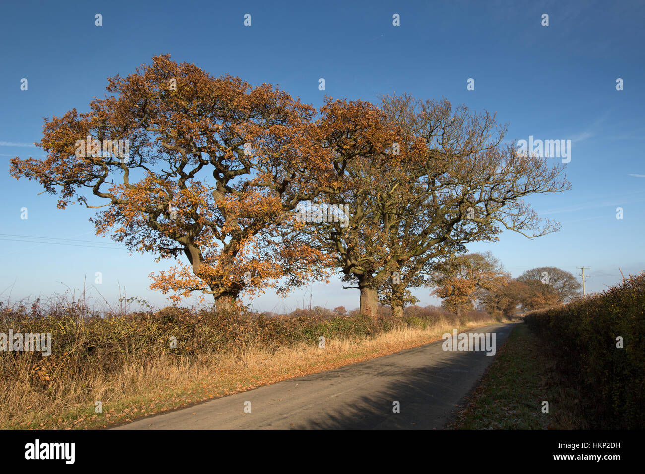 Rural Cheshire, Inghilterra. Pittoresca Veduta autunnale di una strada rurale nei pressi del villaggio di Coddington. Foto Stock