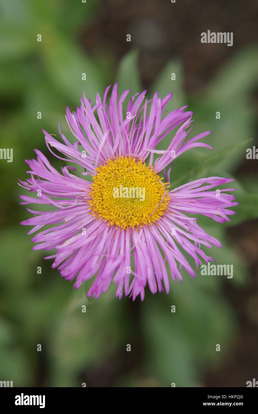 Erigeron 'Rosa gioiello Foto Stock