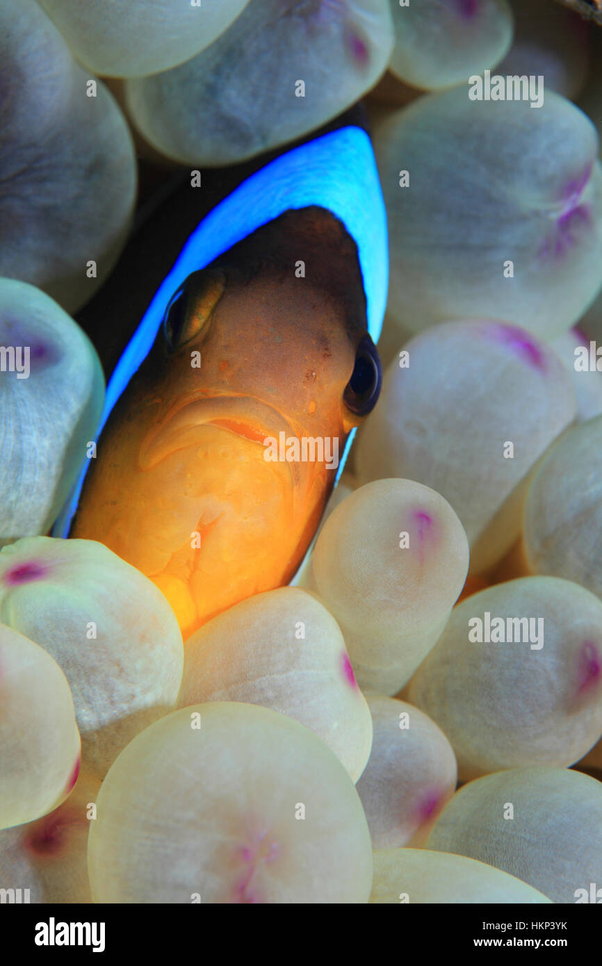 Mar Rosso (anemonefish Amphiprion bicinctus) sott'acqua in tropical reef del Mar Rosso Foto Stock