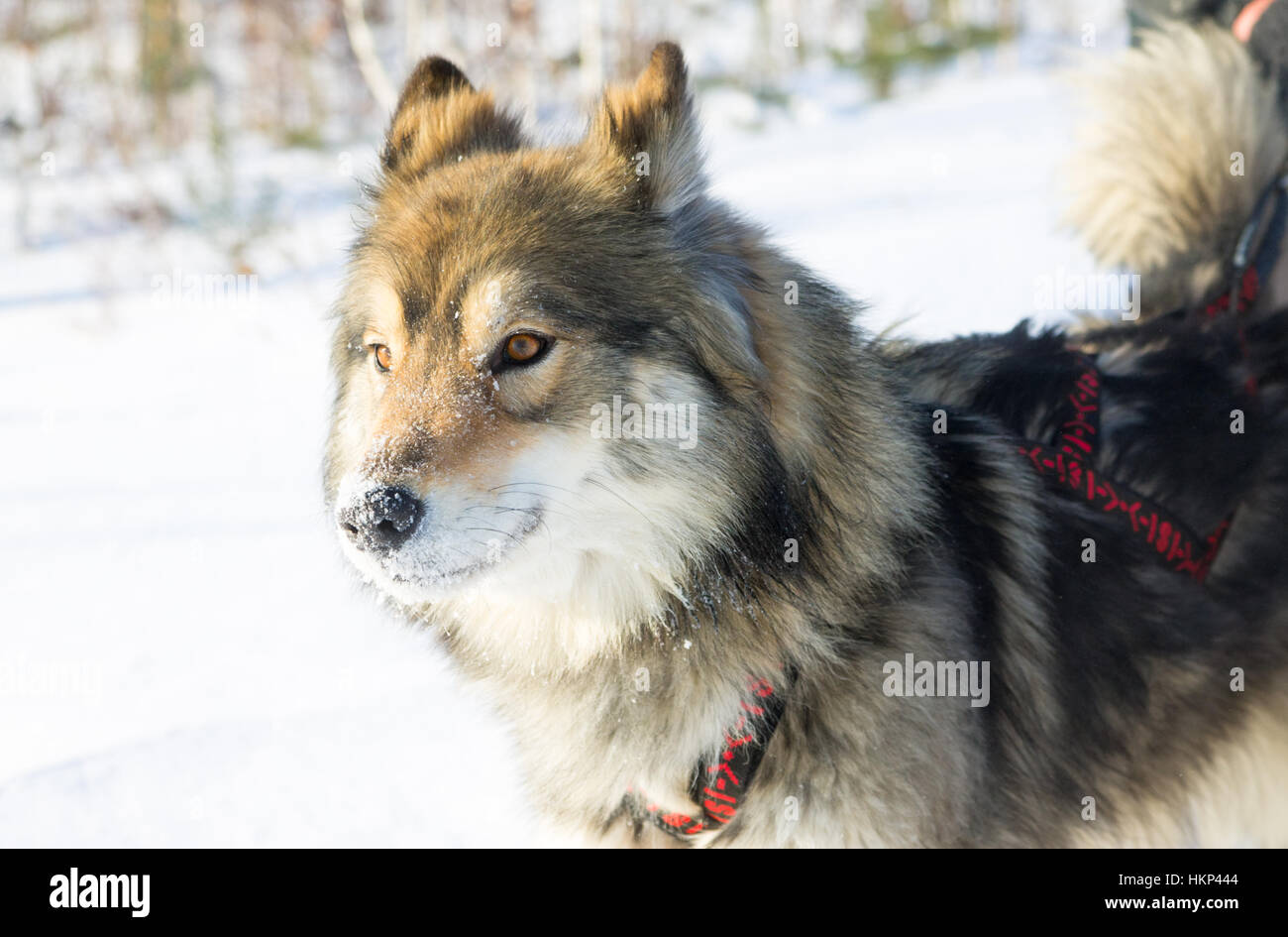 Ritratto wolfdog nel cablaggio racing su uno sfondo bianco. Foto Stock