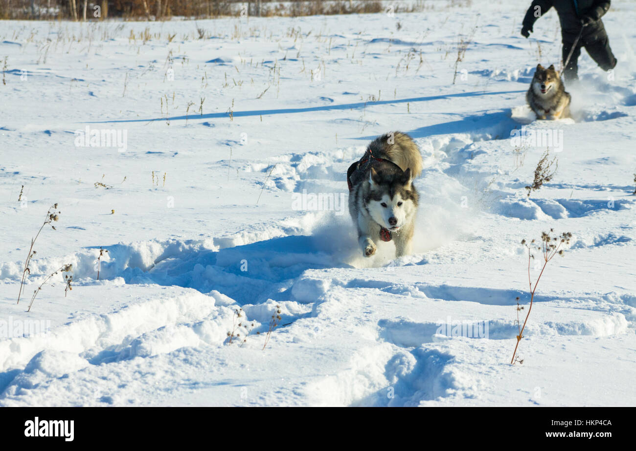 Un uomo corre con Husky e wolfdog al guinzaglio nella neve. Foto Stock
