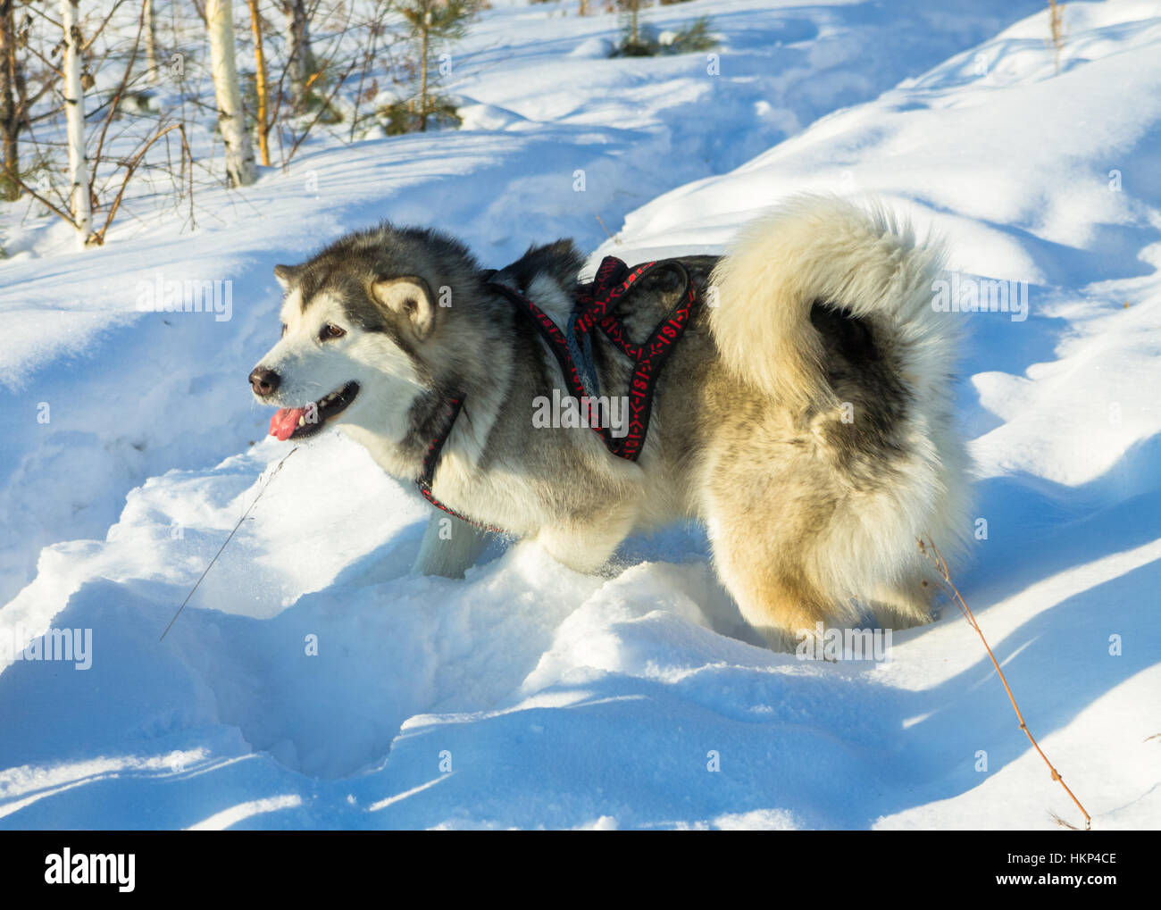 Ritratto di un husky nel cablaggio racing su uno sfondo bianco. Foto Stock
