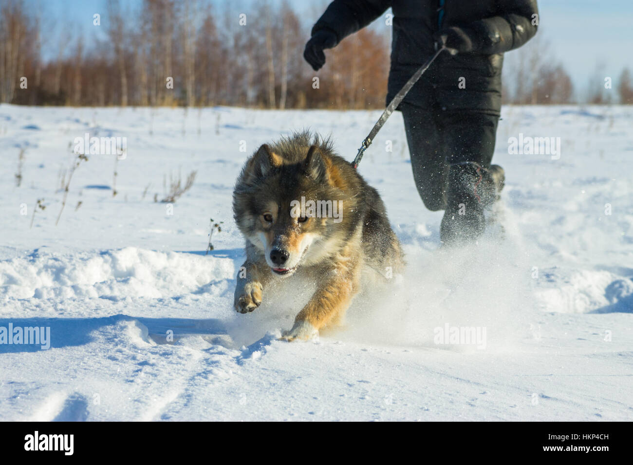 L'uomo corre con wolfdog al guinzaglio nella neve Foto Stock
