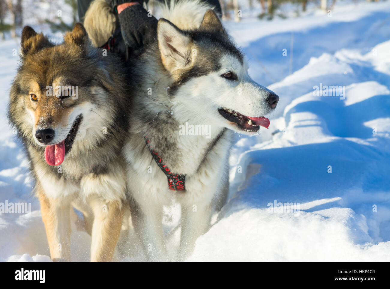Ritratto di un husky e wolfdog nel cablaggio racing su uno sfondo bianco. Foto Stock