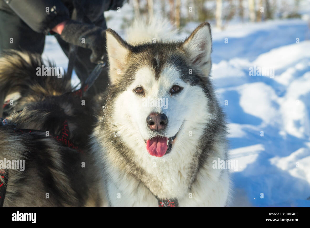 Ritratto di un husky nel cablaggio racing su sfondo bianco Foto Stock