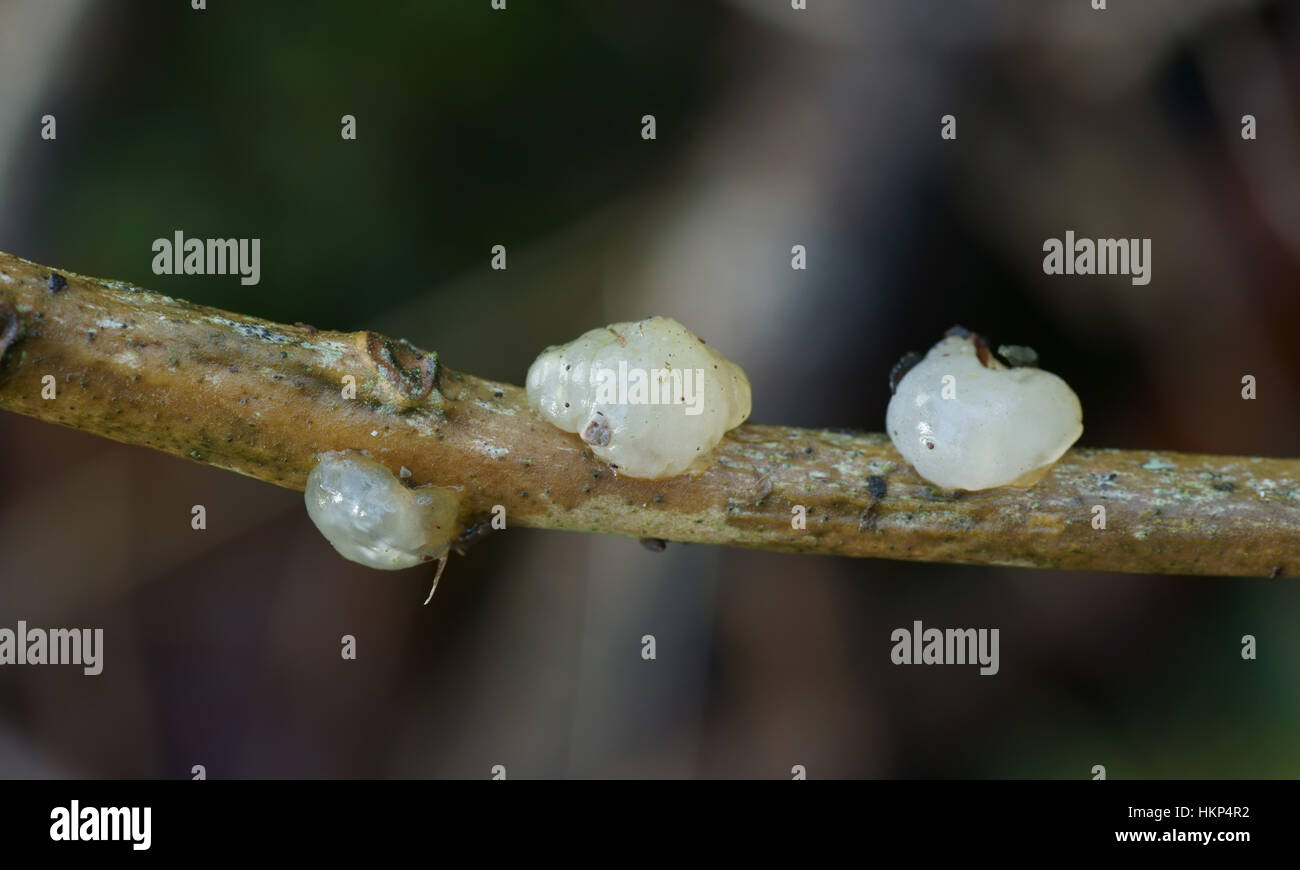 Exidia thuretiana (bianco cervello) Foto Stock