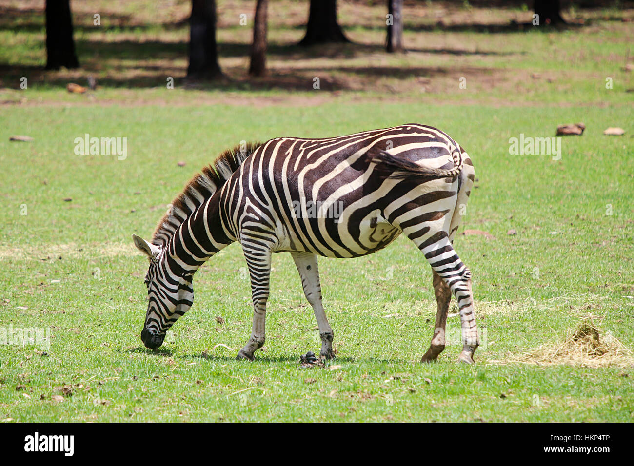 Le pianure zebra da Taronga Western Plains Zoo a Dubbo. Questo zoo è stato aperto a 1977 e ora hanno più di 97 specie. Foto Stock
