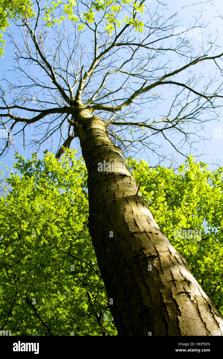 Albero con il colore verde brillante delle foglie e la corteccia sgranate Foto Stock