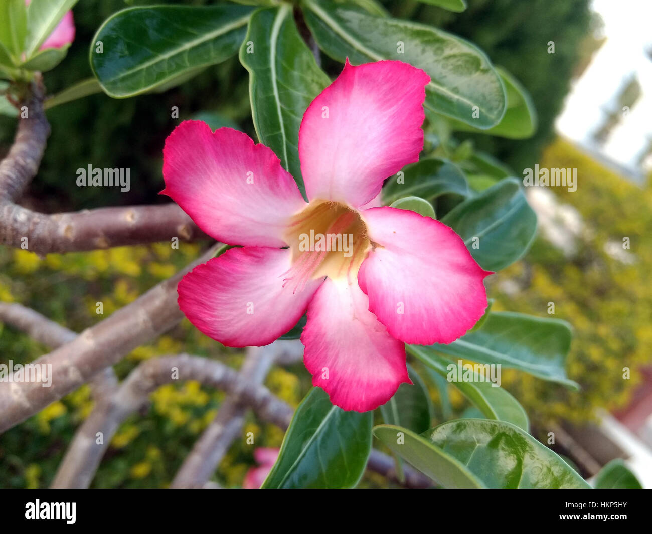 Rosa selvatica con cinque petali Foto stock - Alamy