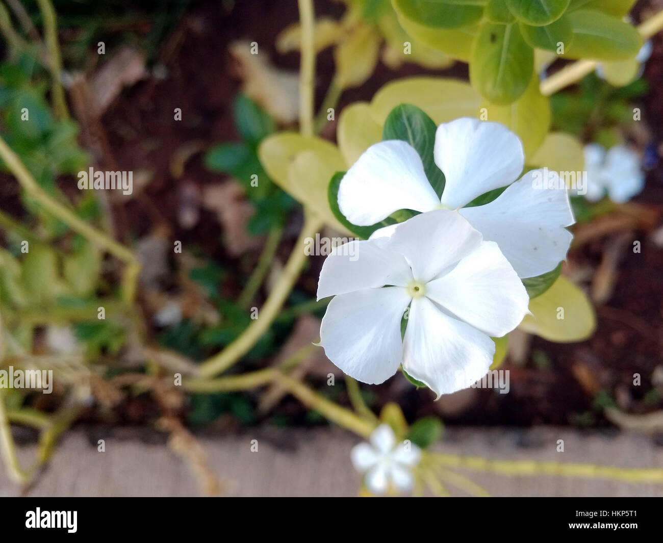 Bianco e rosa pervinca Foto Stock