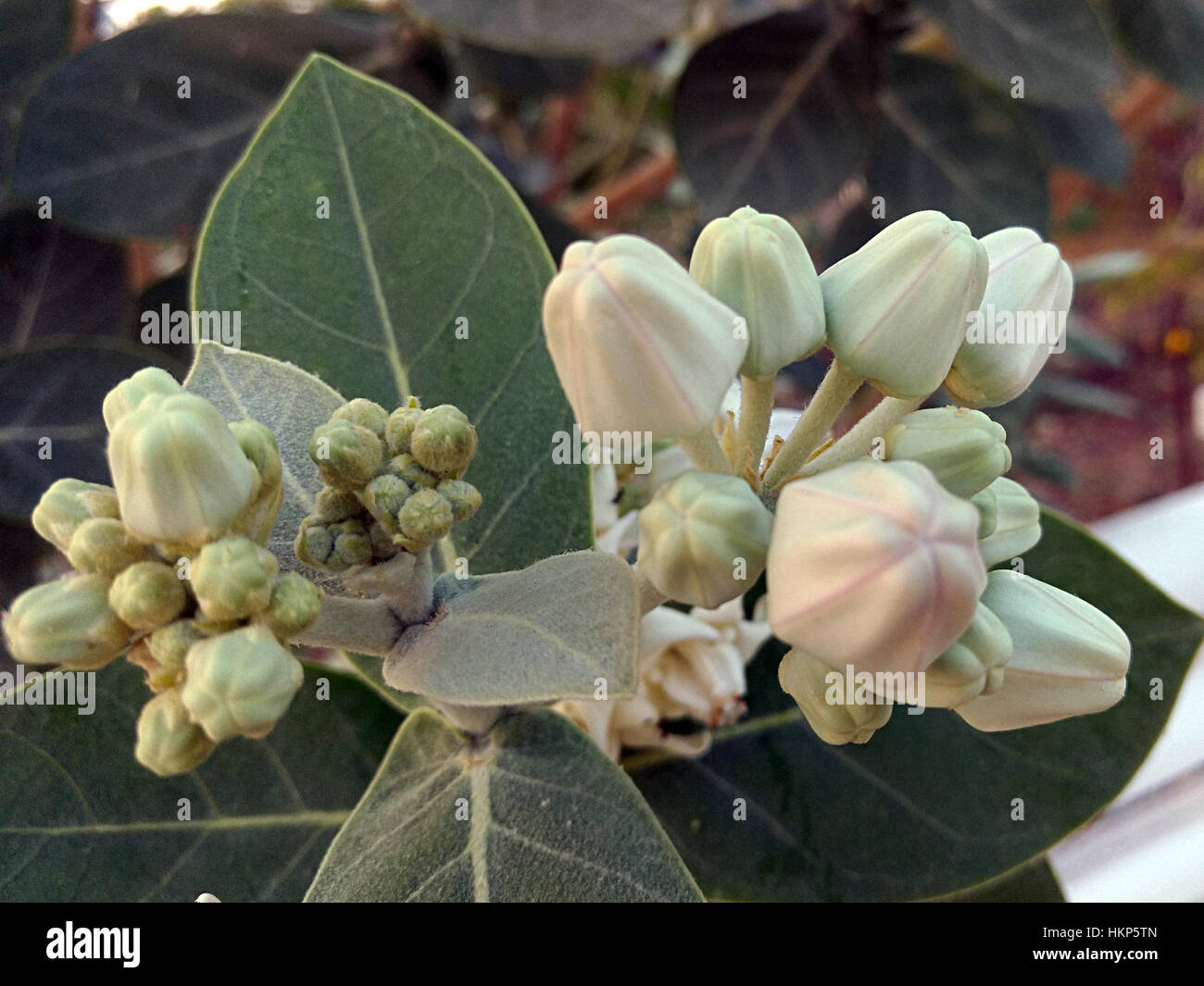 Datura è un genere di 9 specie di sostanze velenose vespertine la fioritura delle piante appartenenti alla famiglia delle solanacee. Essi sono comunemente noti come daturas. Foto Stock