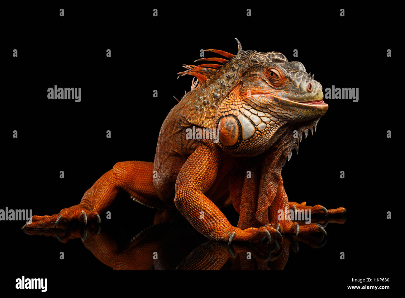 Arancione Verde iguana isolati su sfondo nero Foto Stock