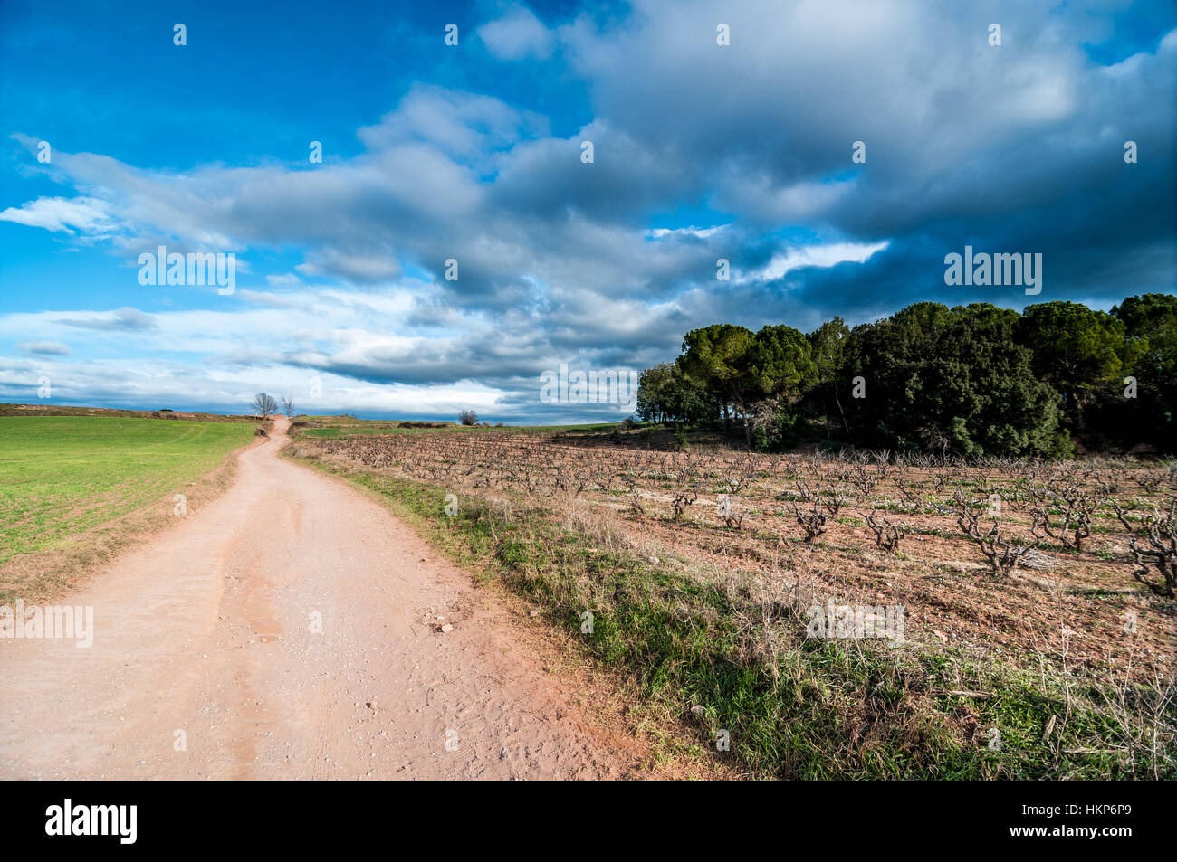 Campo di vite e di una traccia, Barcellona, Spagna Foto Stock