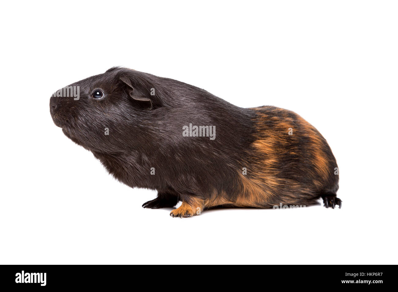 La cavia davanti a uno sfondo bianco Foto Stock