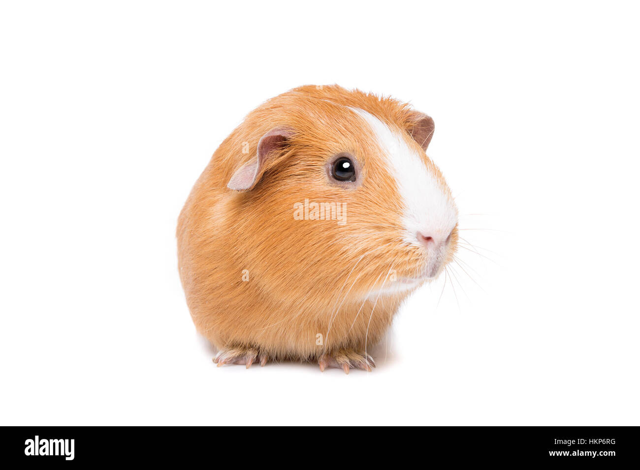 La cavia davanti a uno sfondo bianco Foto Stock