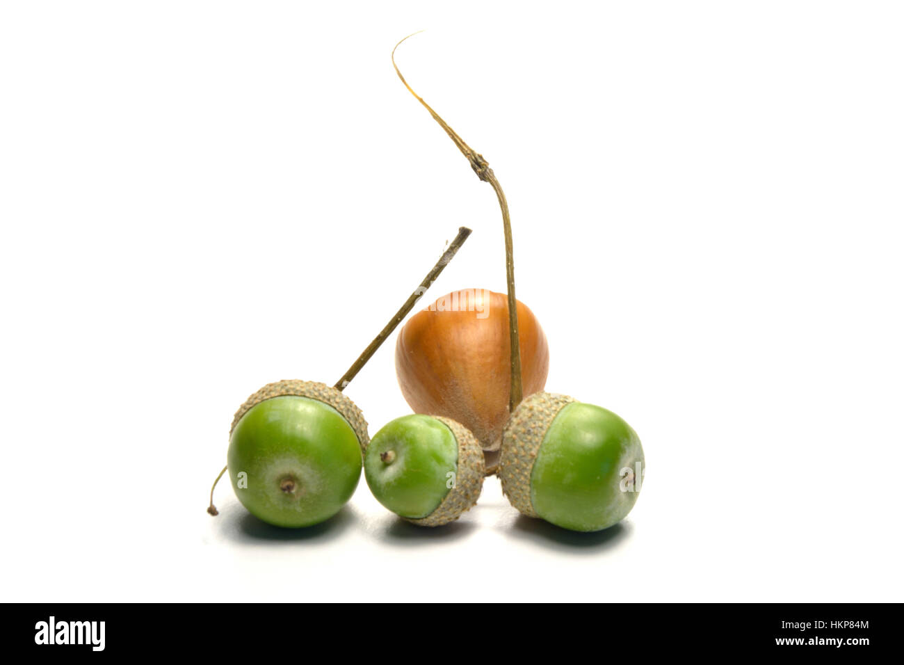 Ghiande di quercia isolato , concept design di raccolta stagionale Foto Stock