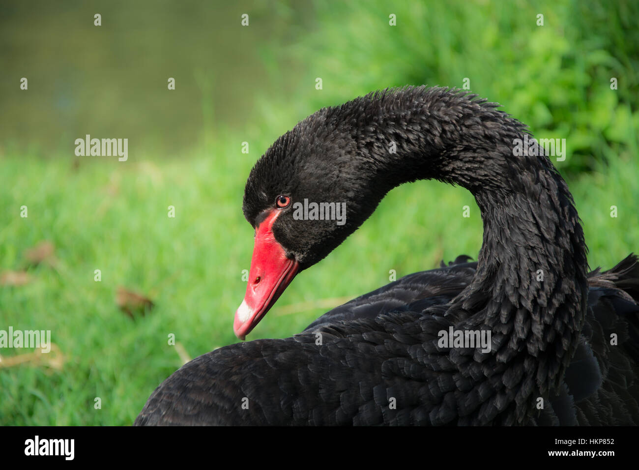Ritratto di Bella Black Swan nel selvaggio Foto Stock