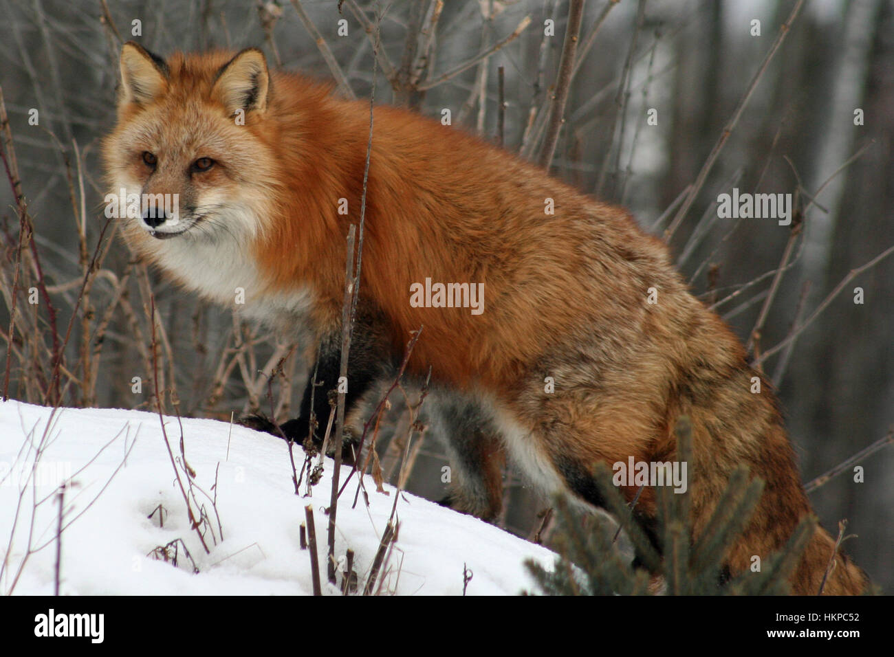 Bellissima volpe rossa nel suo cappotto invernale Foto Stock