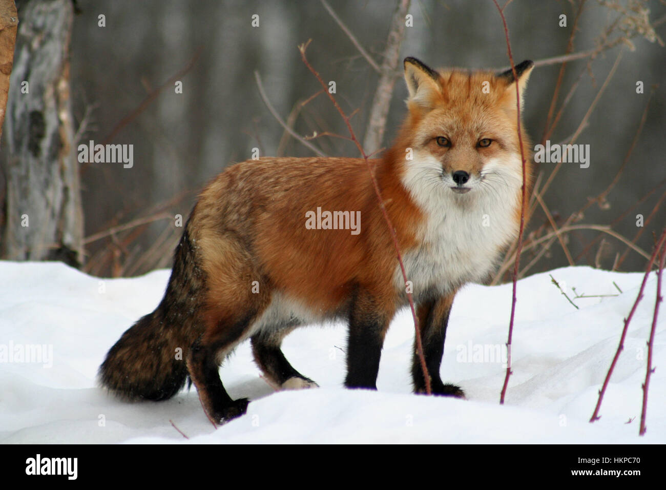 Bellissima volpe rossa nel suo cappotto invernale Foto Stock