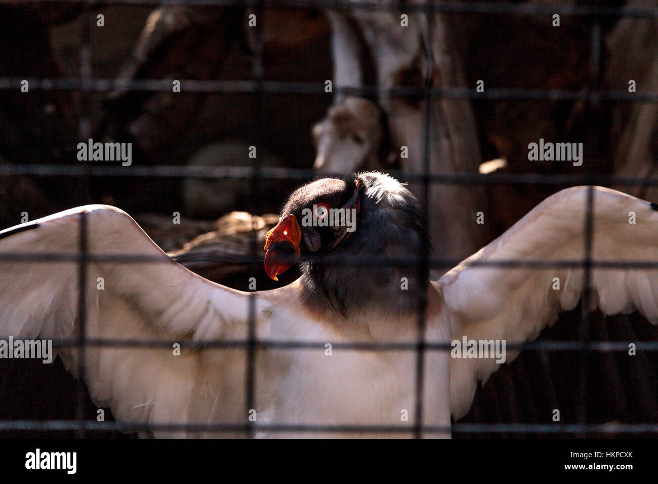 King Vulture, Sarcoramphus papa, sorge dietro le sbarre, diffondendo le sue ali. Foto Stock