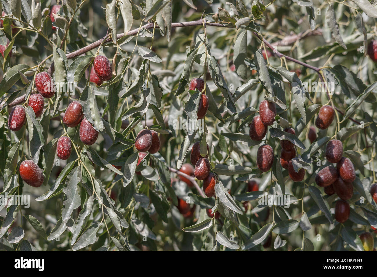 Maturazione date rosso dei frutti che crescono su un albero in Cina Foto Stock