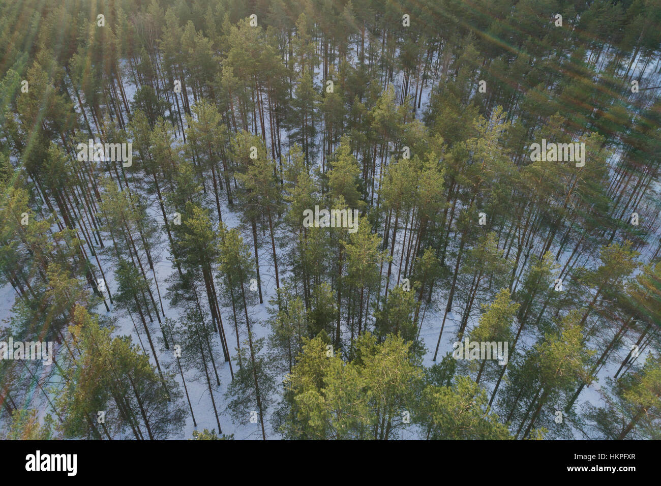 Foto aerea di inverno pineta nella luce del giorno Foto Stock