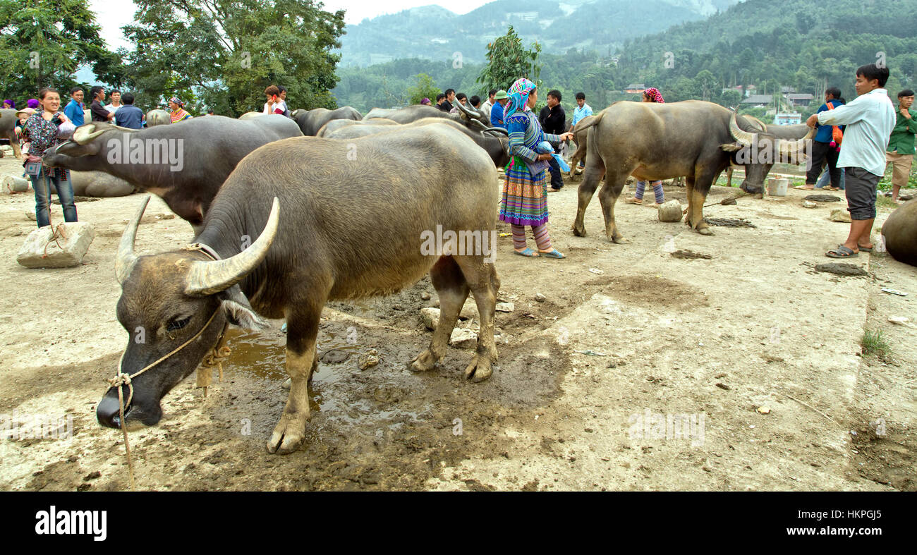 Bufali d'acqua per la vendita, può cau farmers market, Bac Ha. Foto Stock
