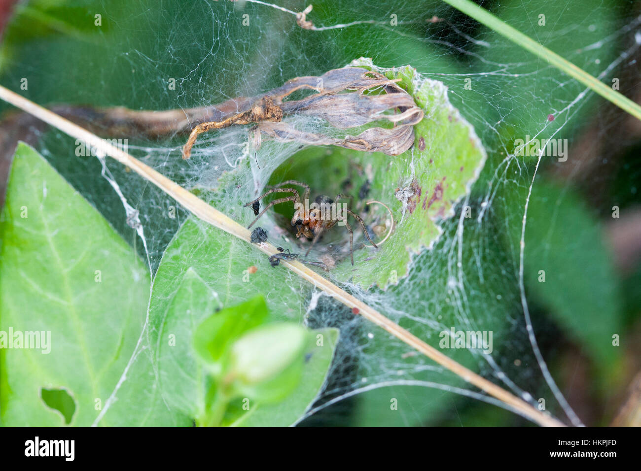 Tunnel spider web Foto Stock