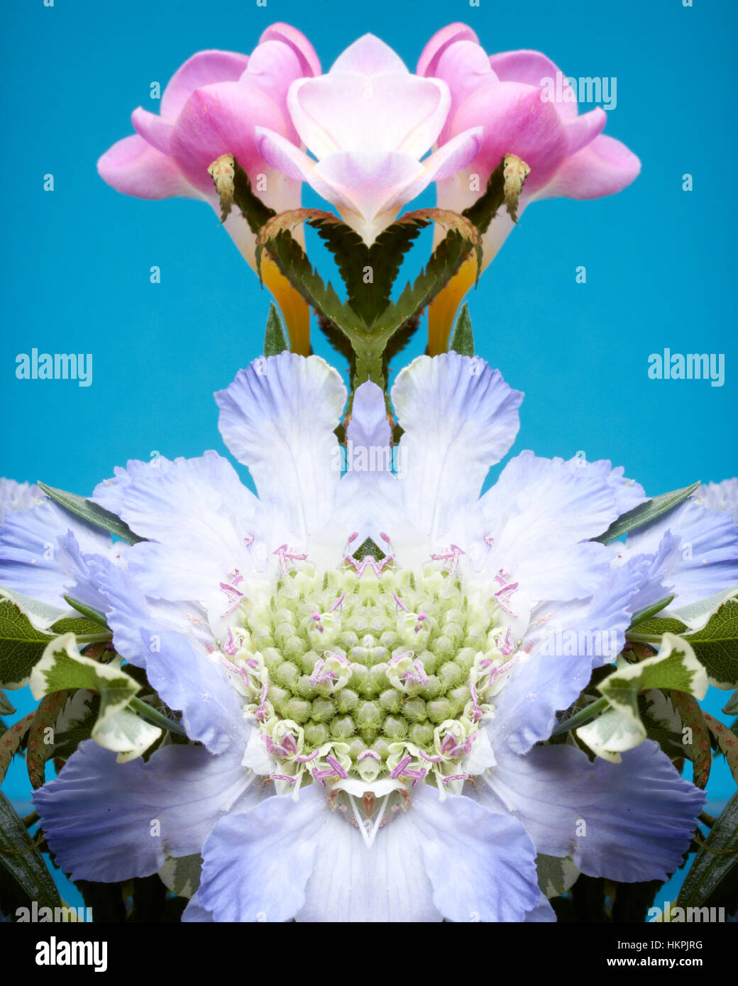 Un simmetrico e immagine riflessa di rosa e fiori viola contro uno sfondo blu Foto Stock