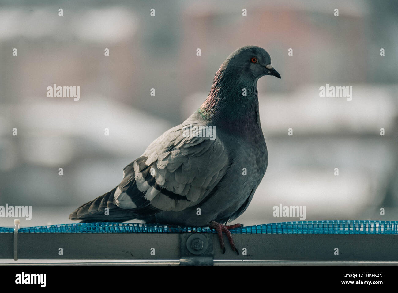 Close up colpo alla testa della bella speed racing pigeon bird Foto Stock