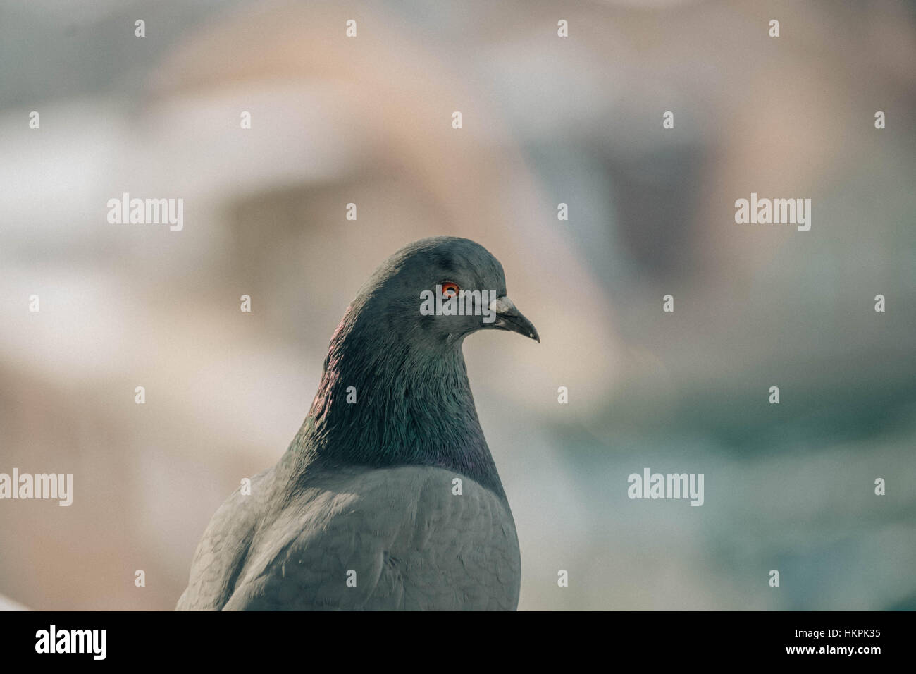 Close up colpo alla testa della bella speed racing pigeon bird Foto Stock